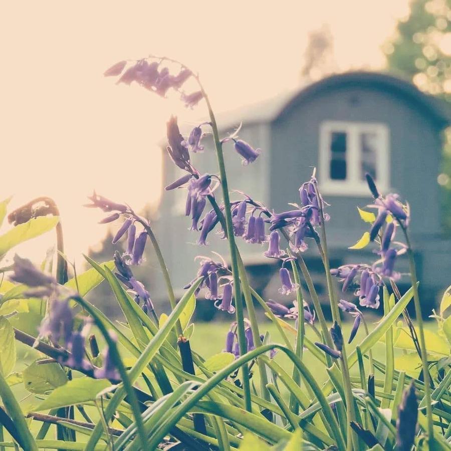 Skylark Shepherds Hut